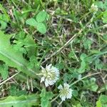 Trifolium repens ᱵᱟᱦᱟ