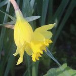 Narcissus pseudonarcissusFlors