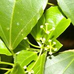 Hasseltia guatemalensis 叶
