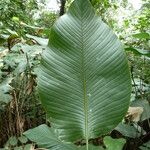 Thaumatococcus daniellii Leaf