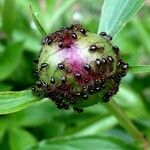 Paeonia officinalis Blad