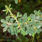 Cytisus lanigerus Lapas