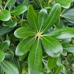 Morella cerifera Hoja