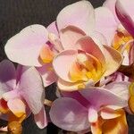 Phalaenopsis amabilis Flor