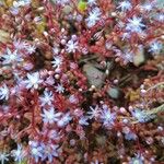 Sedum caeruleum Virág