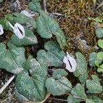 Cyclamen balearicum Leaf