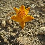 Alstroemeria patagonica 花