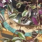 Tradescantia zebrinaLeaf