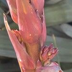 Yucca gloriosa Цветок