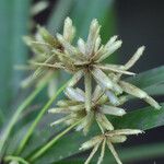 Cyperus alternifoliusFlors