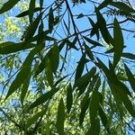 Salix nigra 葉