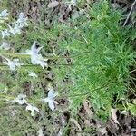 Delphinium carolinianum 葉
