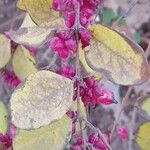 Symphoricarpos orbiculatus Fruto