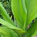 Curcuma aromatica Foglia