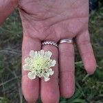 Scabiosa ochroleuca 花