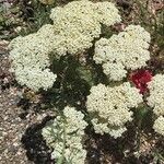 Achillea crithmifolia Flower