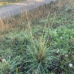 Helictochloa pratensis Blad