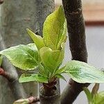 Malus sylvestris पत्ता