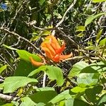 Erythrina poeppigiana 花