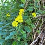 Reinwardtia indica Flower