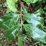Catha edulis Φύλλο