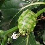 Morinda citrifolia 果實