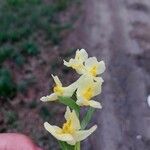 Orchis pauciflora Flor