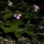 Cardamine pentaphyllos 花