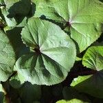 Ligularia dentata Leaf