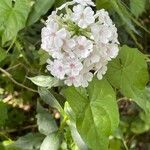 Phlox maculata Flower