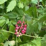 Actaea rubra Frucht