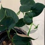Philodendron lupinum Hoja