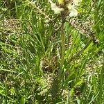 Pedicularis comosa Habit