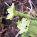 Nicotiana alata Flors