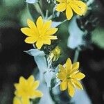 Blackstonia perfoliata Flor