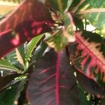 Euphorbia pulcherrima 樹皮