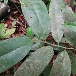 Xylopia rubescens Leaf