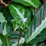 Goeppertia undulata 花
