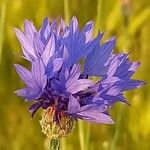 Centaurea cyanusBloem