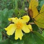 Cochlospermum planchoniiFleur