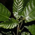 Psychotria jimenezii Leaf