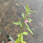 Hybanthus enneaspermus Квітка