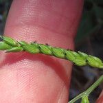 Urochloa panicoides Fruit