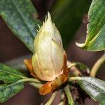 Rhododendron hyperythrum Egyéb