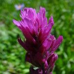 Castilleja rhexiifolia Цветок
