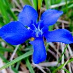 Gentiana verna പുഷ്പം