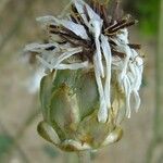 Hymenonema laconicum Otro