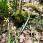 Carex elongata Çiçek