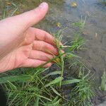 Paspalum repens Hoja