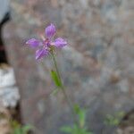 Clarkia rhomboidea Blüte